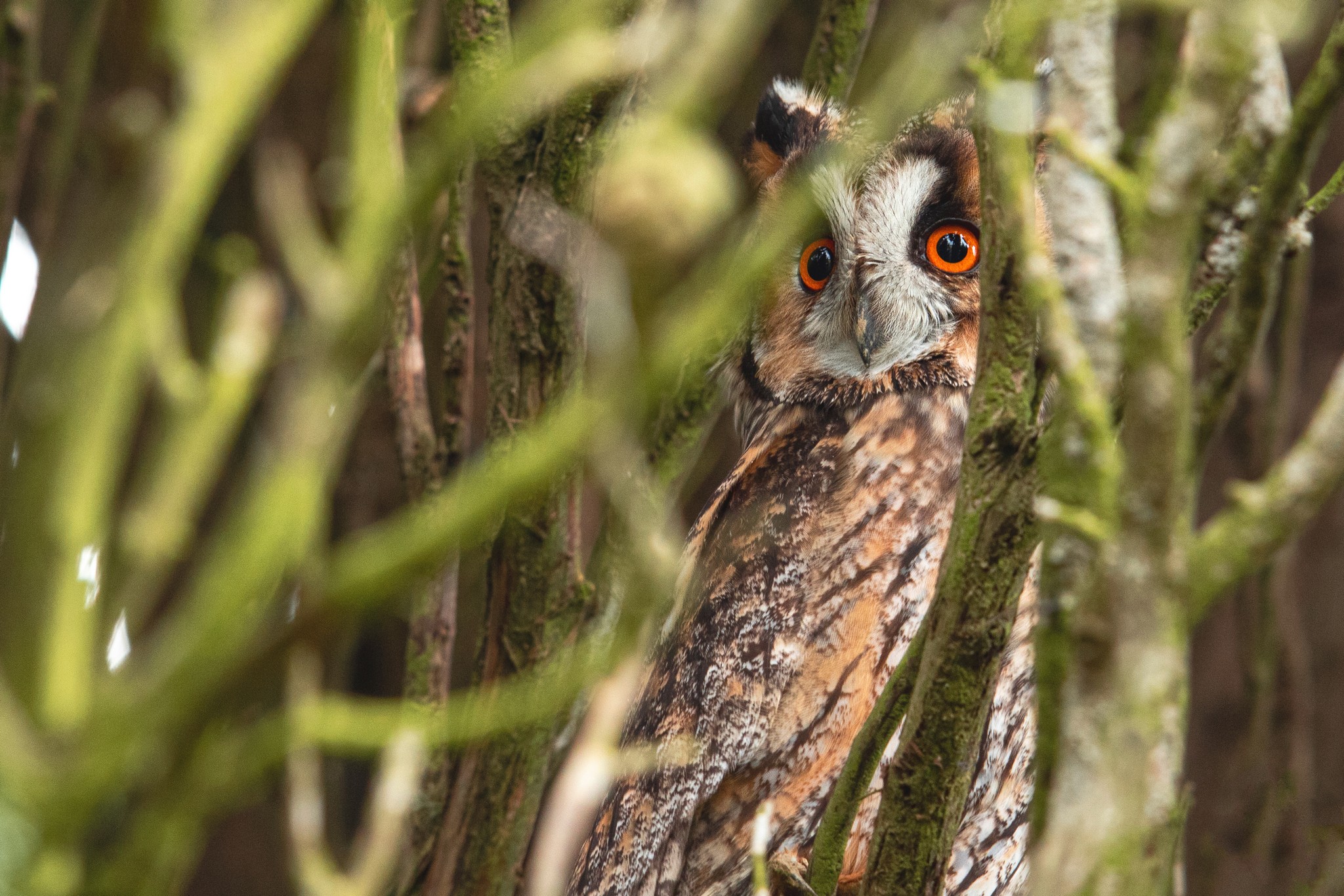 Hibou moyen-duc