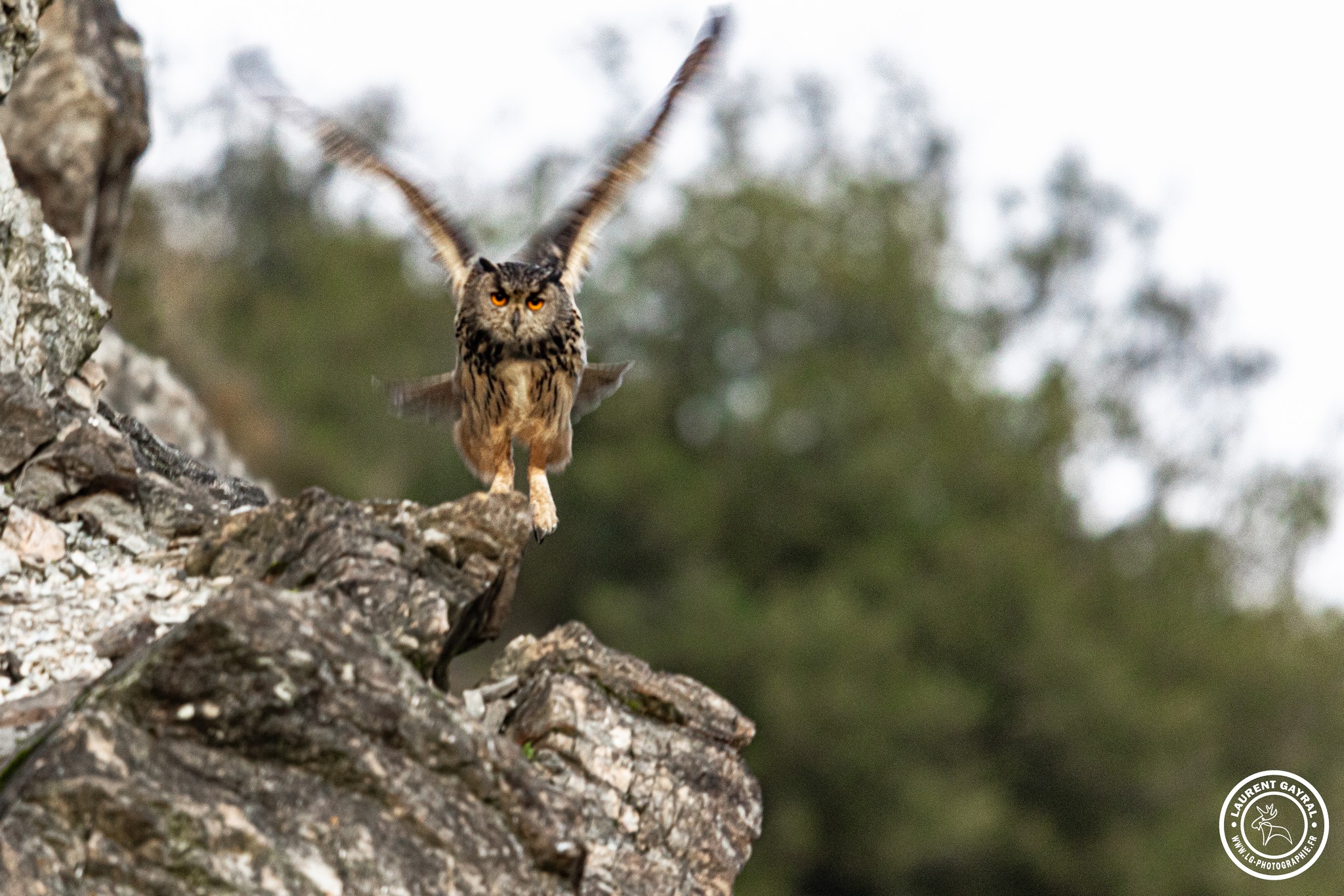 Hibou grand duc d'Europe