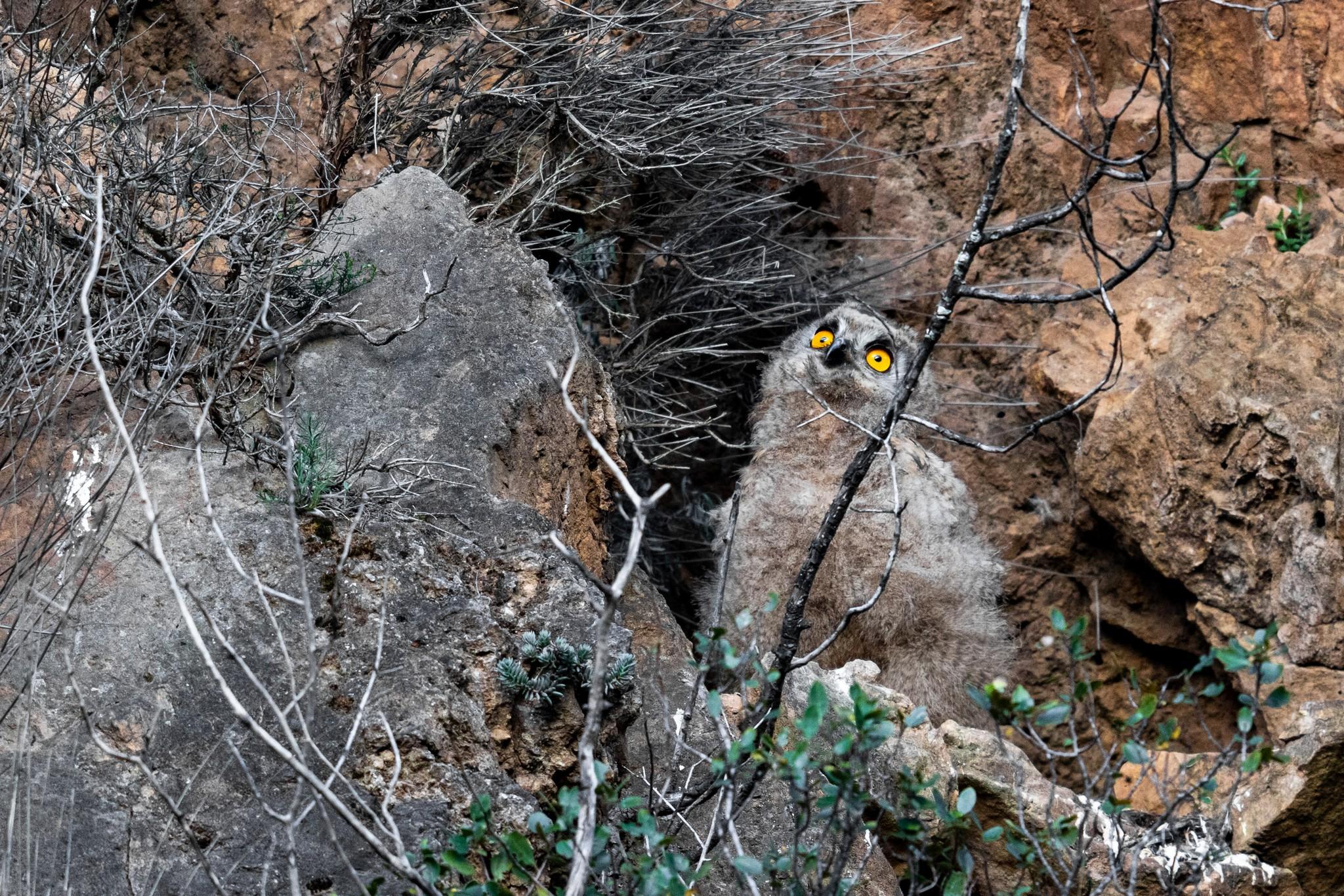 Hibou grand duc d'Europe