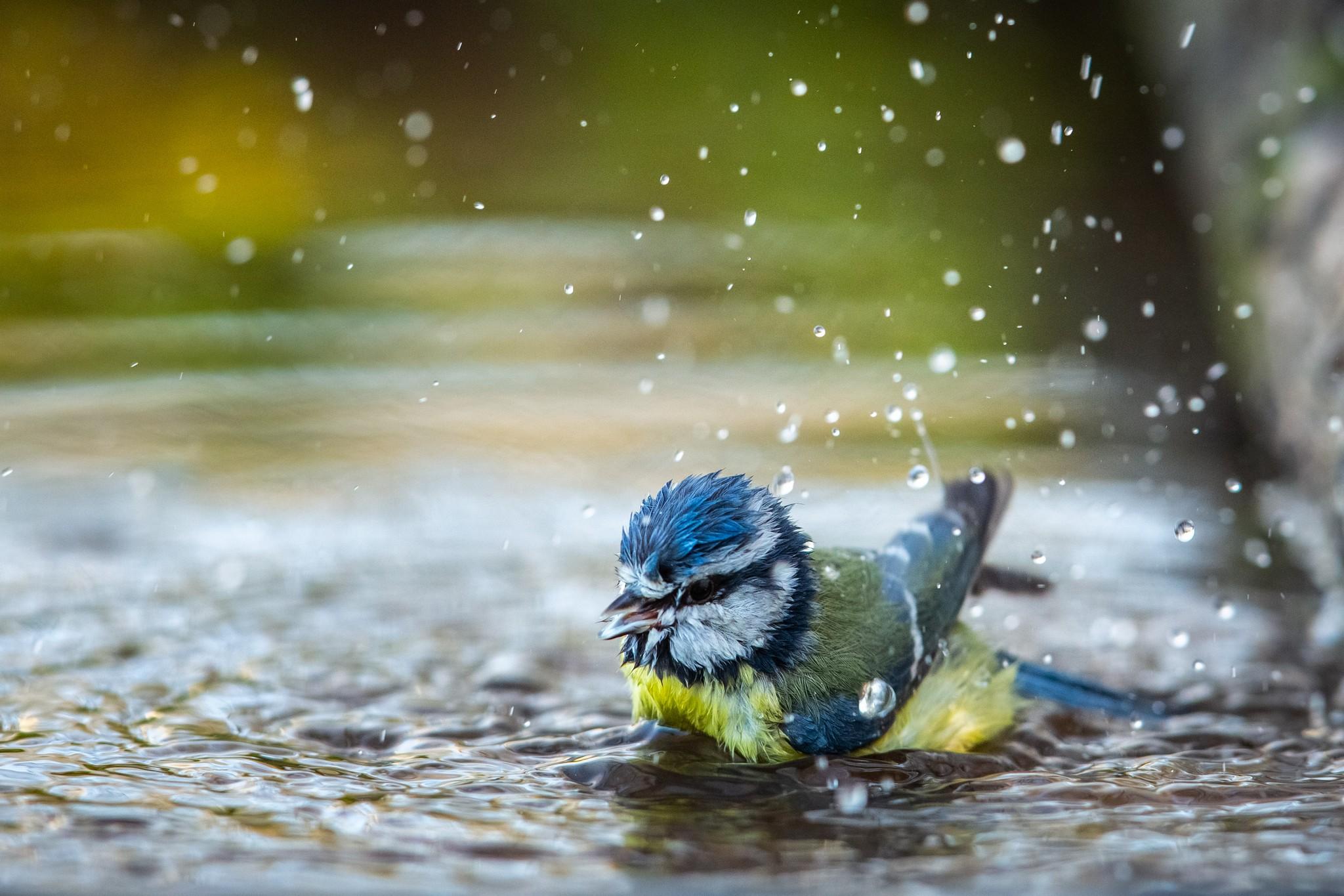 Mésange bleue 