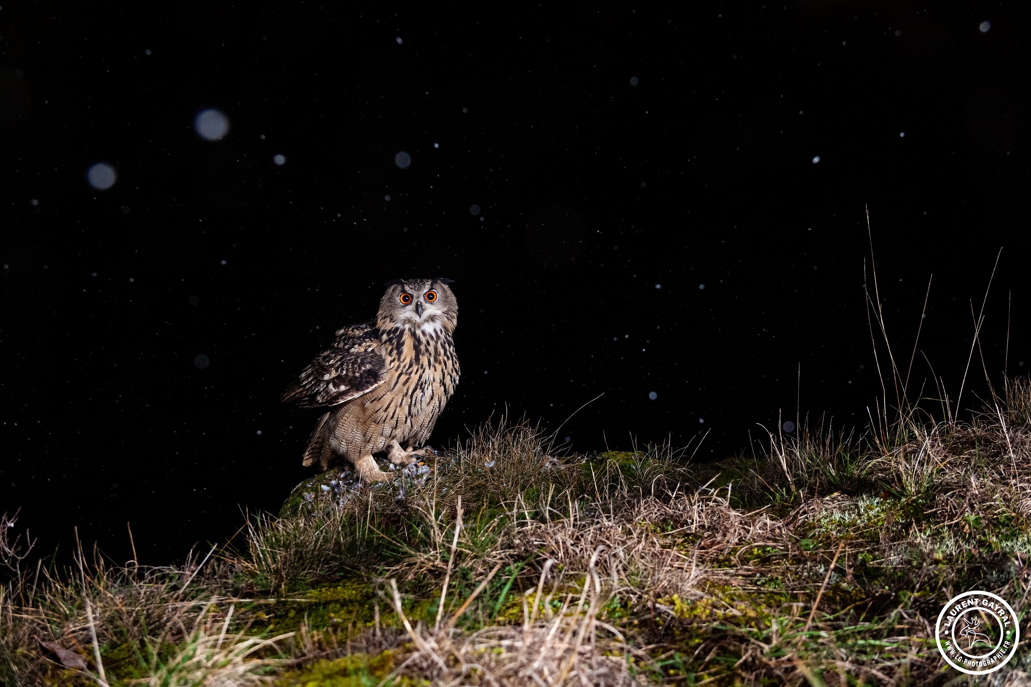 Hibou grand duc d'Europe