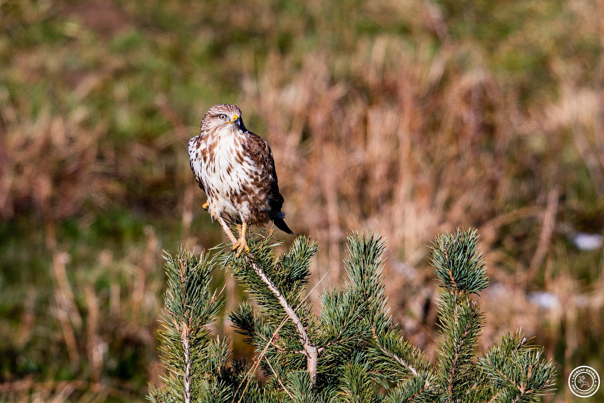 Buse variable 