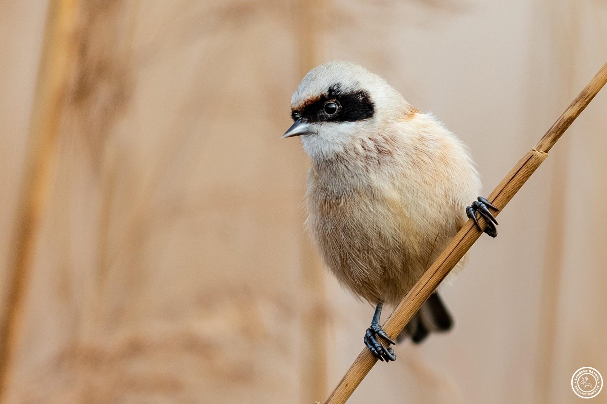 Rémiz penduline