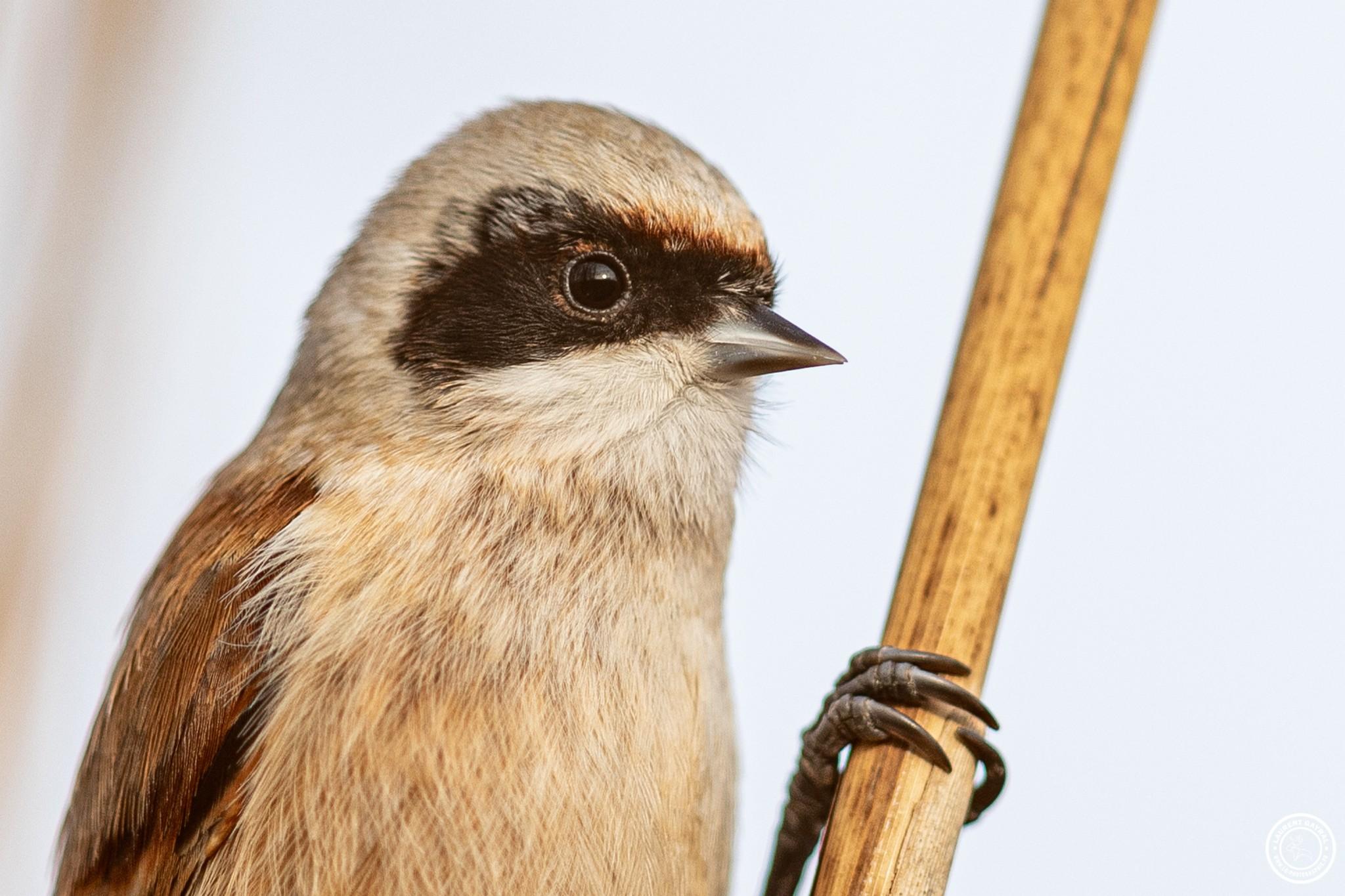 Rémiz penduline