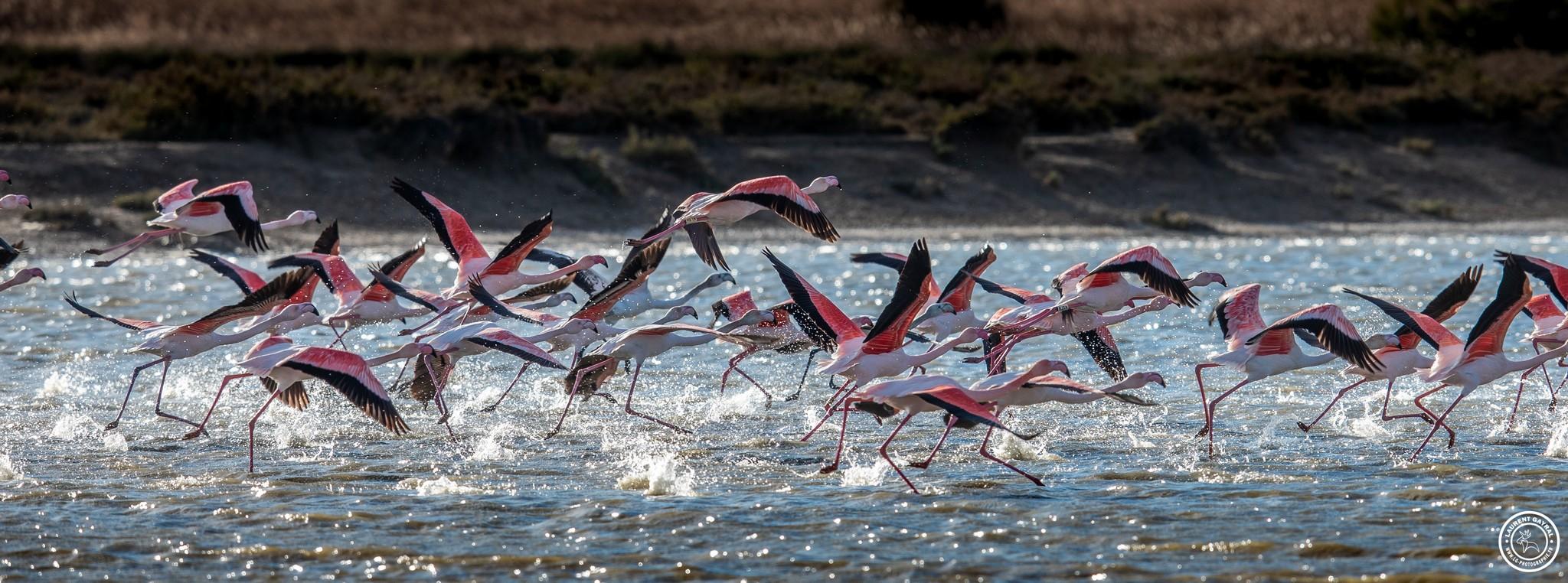 Flament rose 