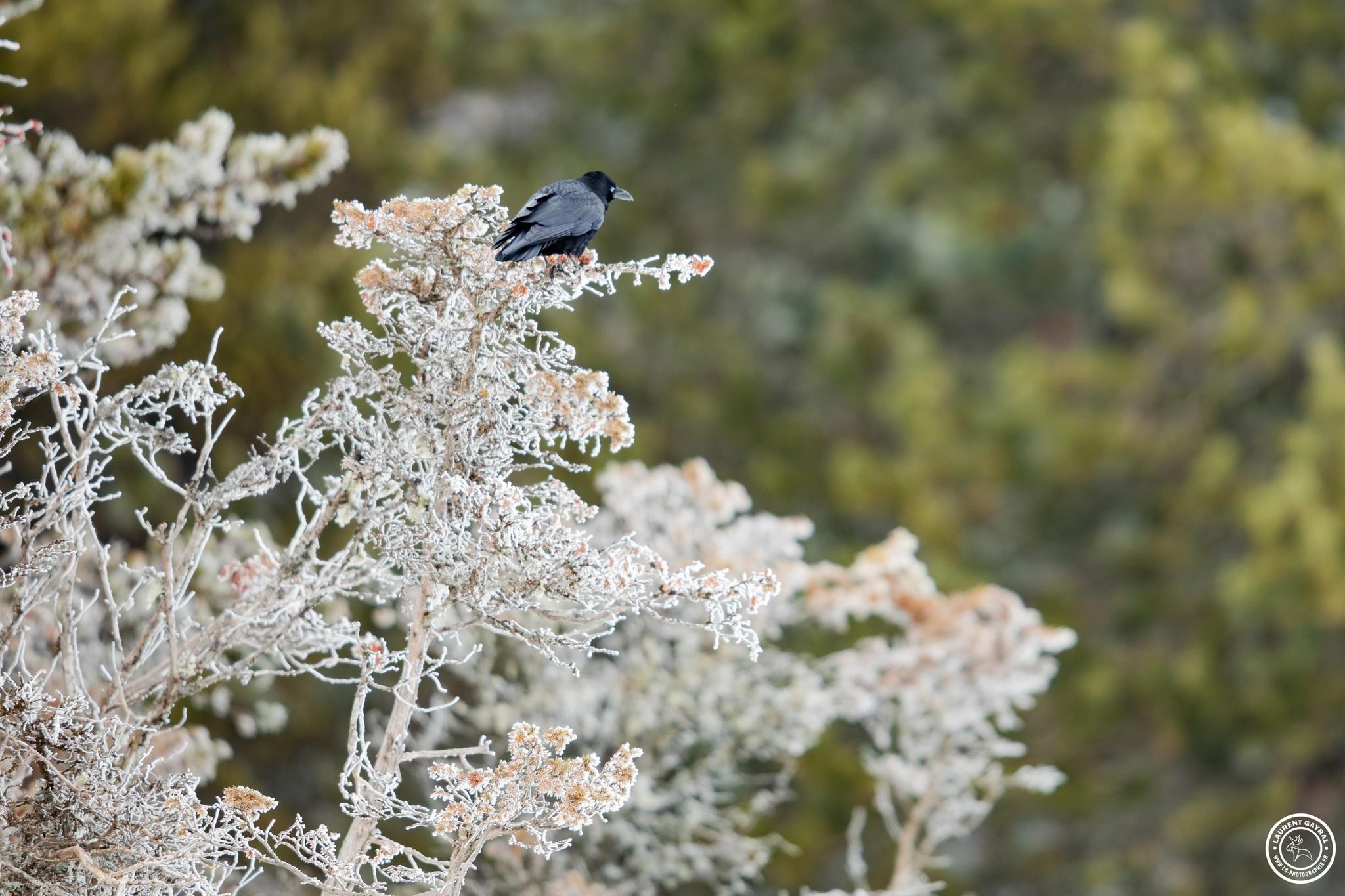 Grand corbeau