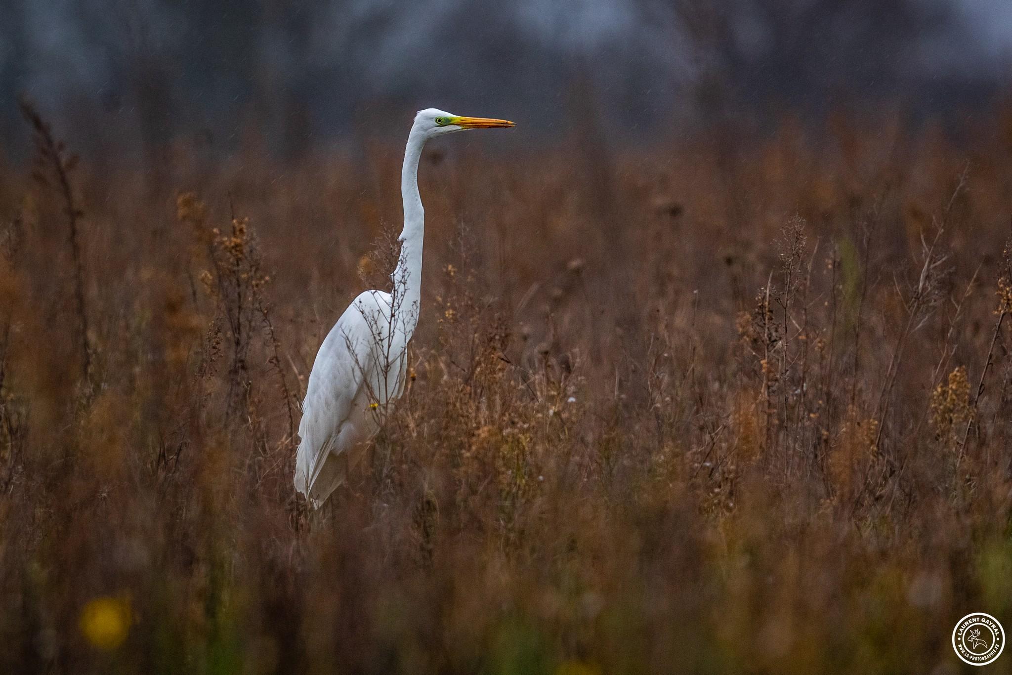 Grande aigrette