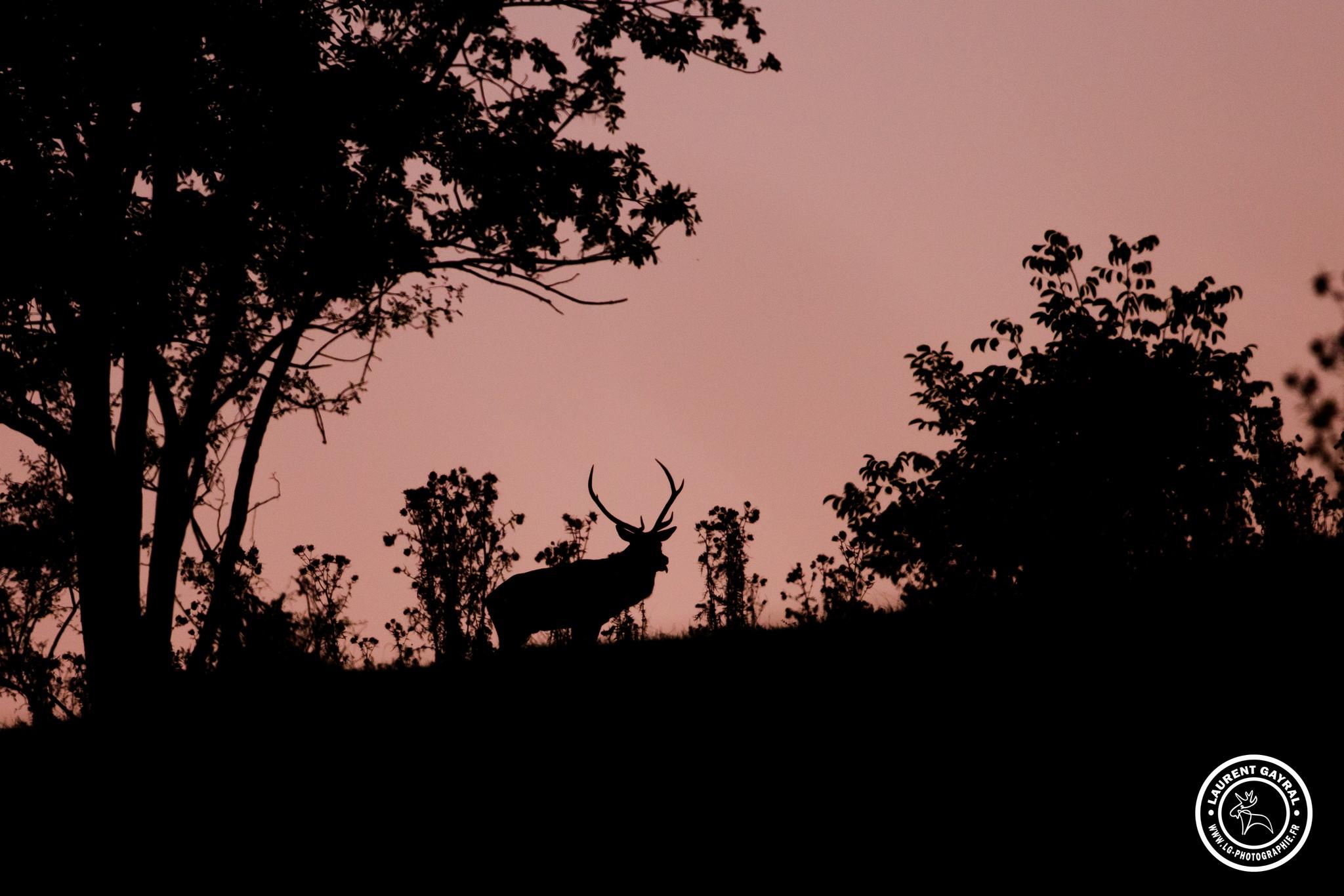 Cerf élaphe 