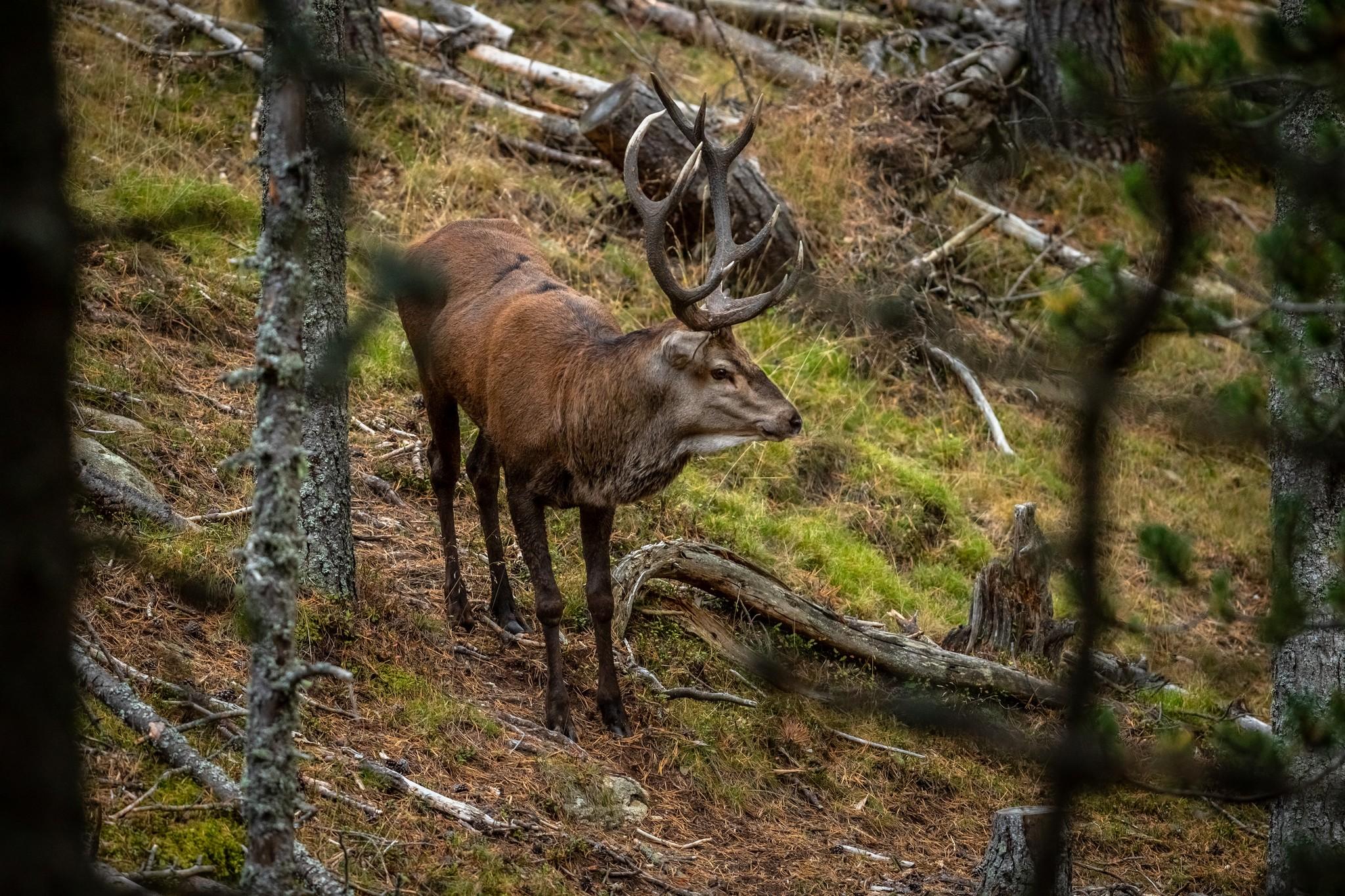 Cerf élaphe