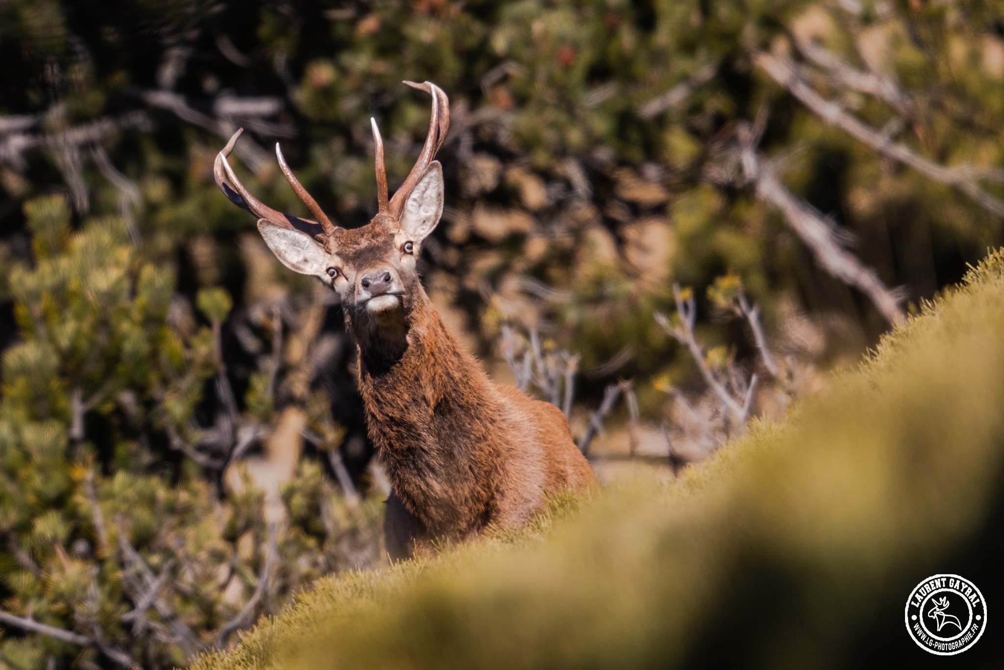 Cerf élaphe 