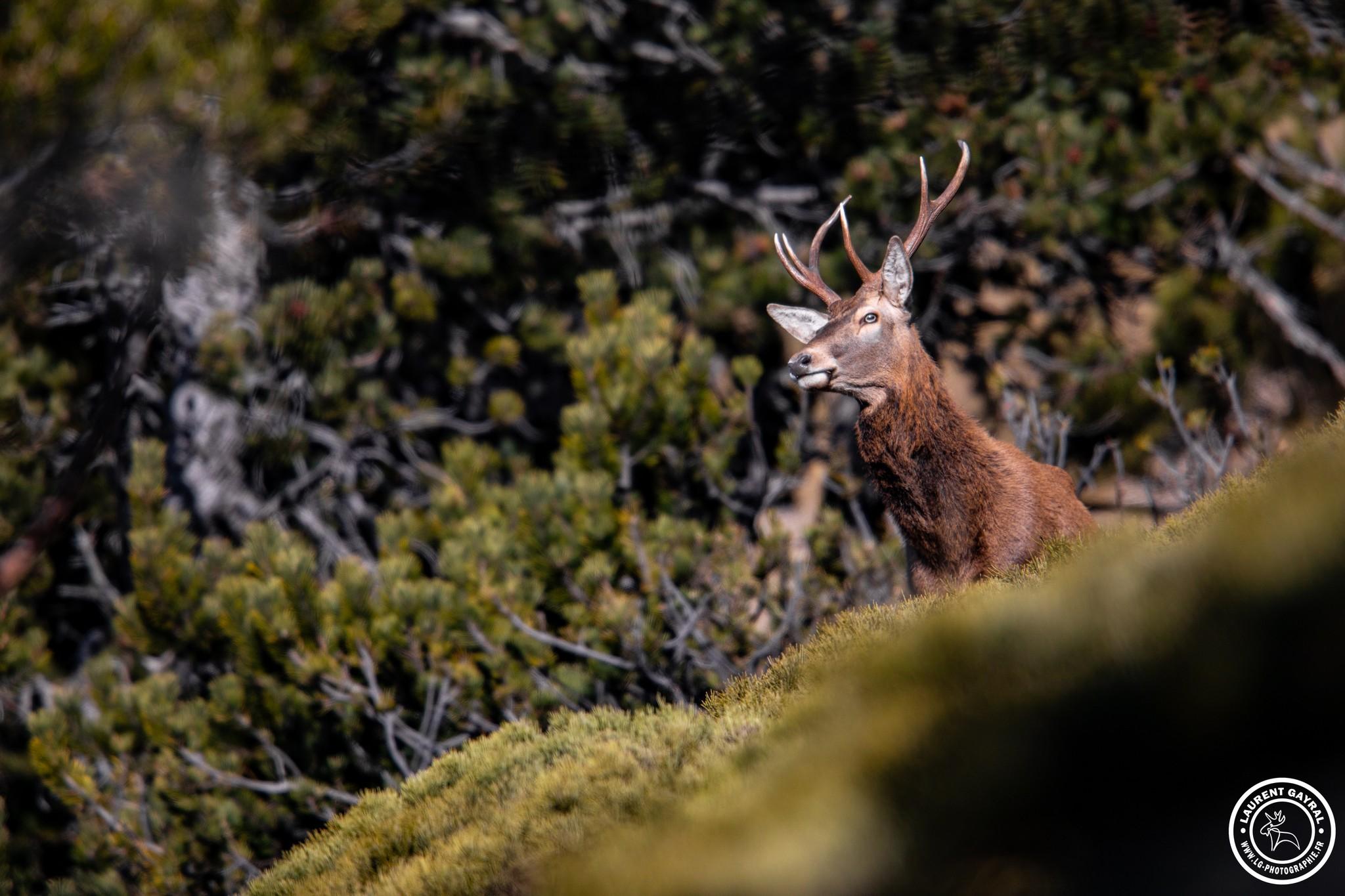 Cerf élaphe 