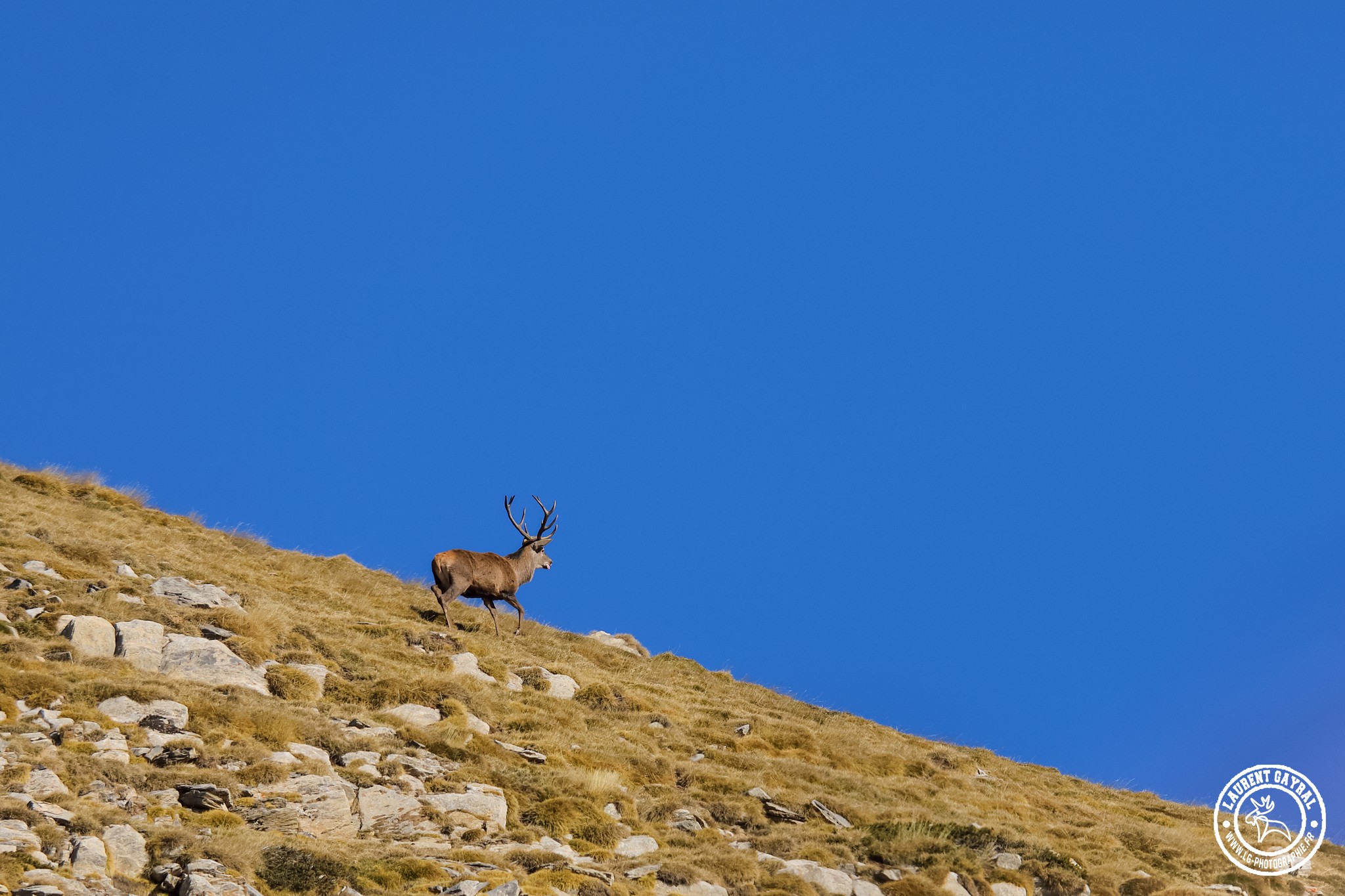 Cerf élaphe 