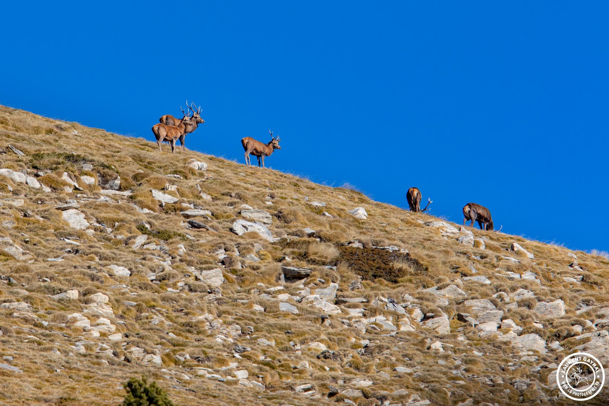 Cerf élaphe 