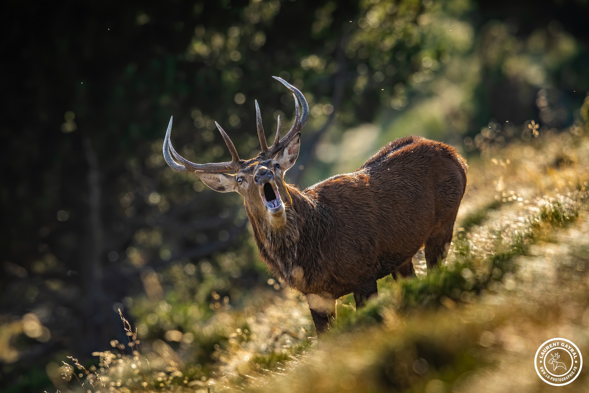 Cerf élaphe