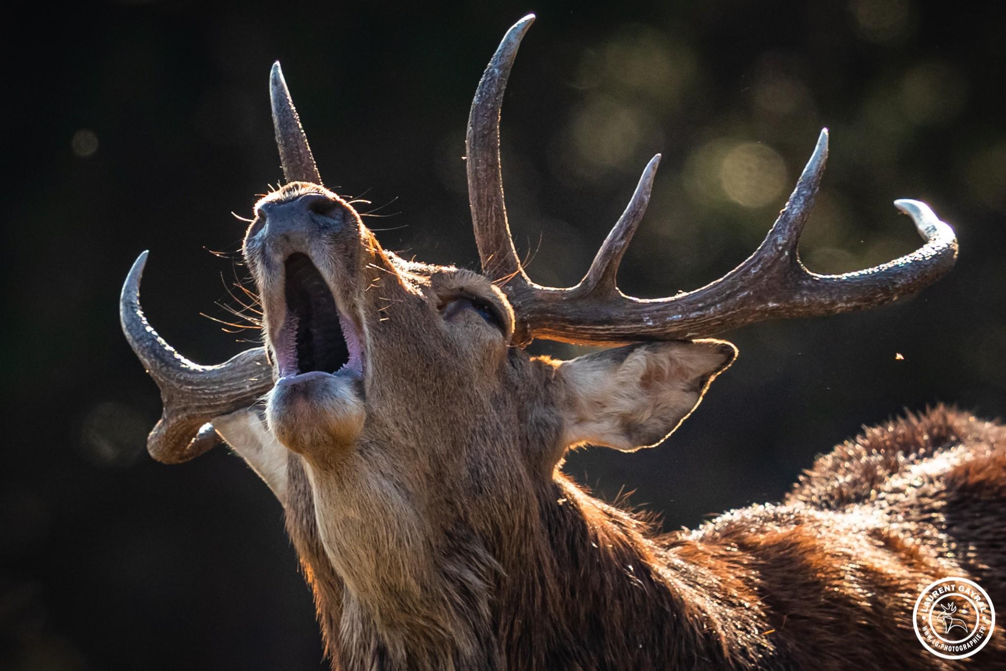 Cerf élaphe