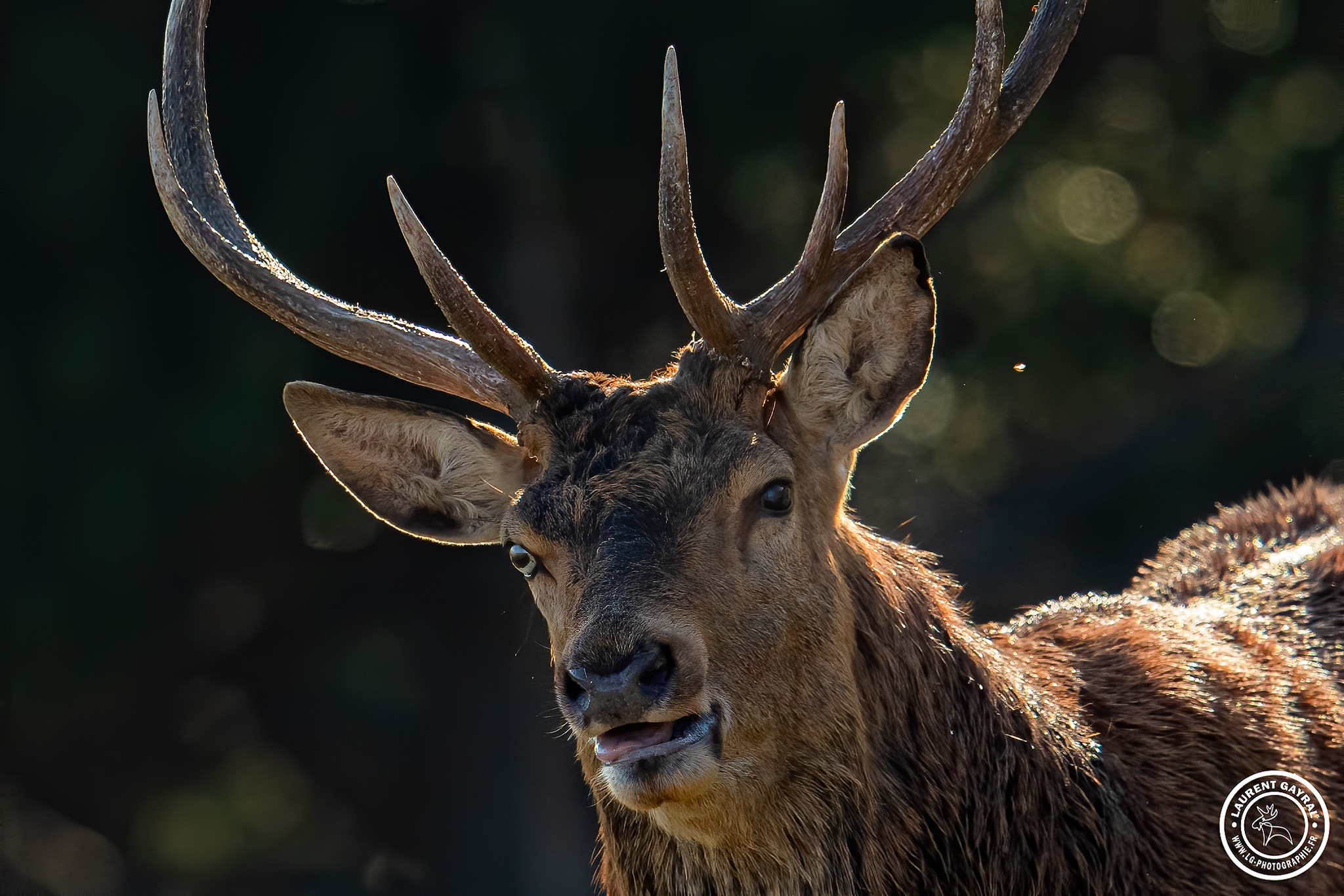 Cerf élaphe