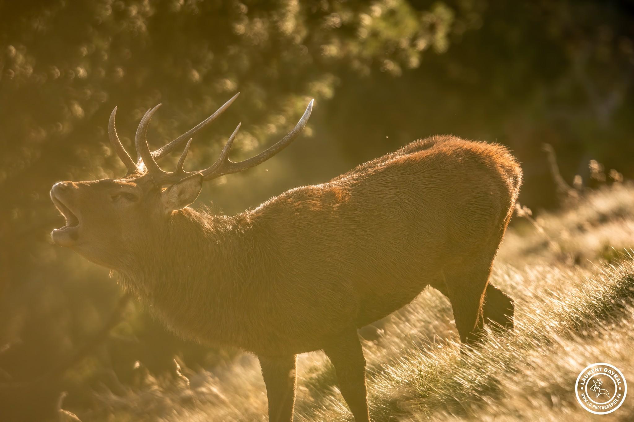 Cerf élaphe