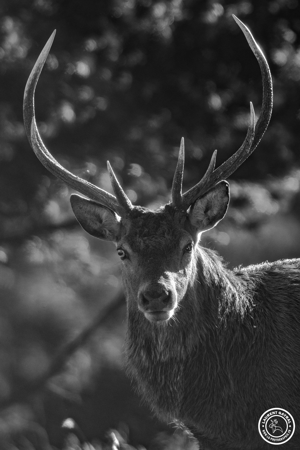 Cerf élaphe