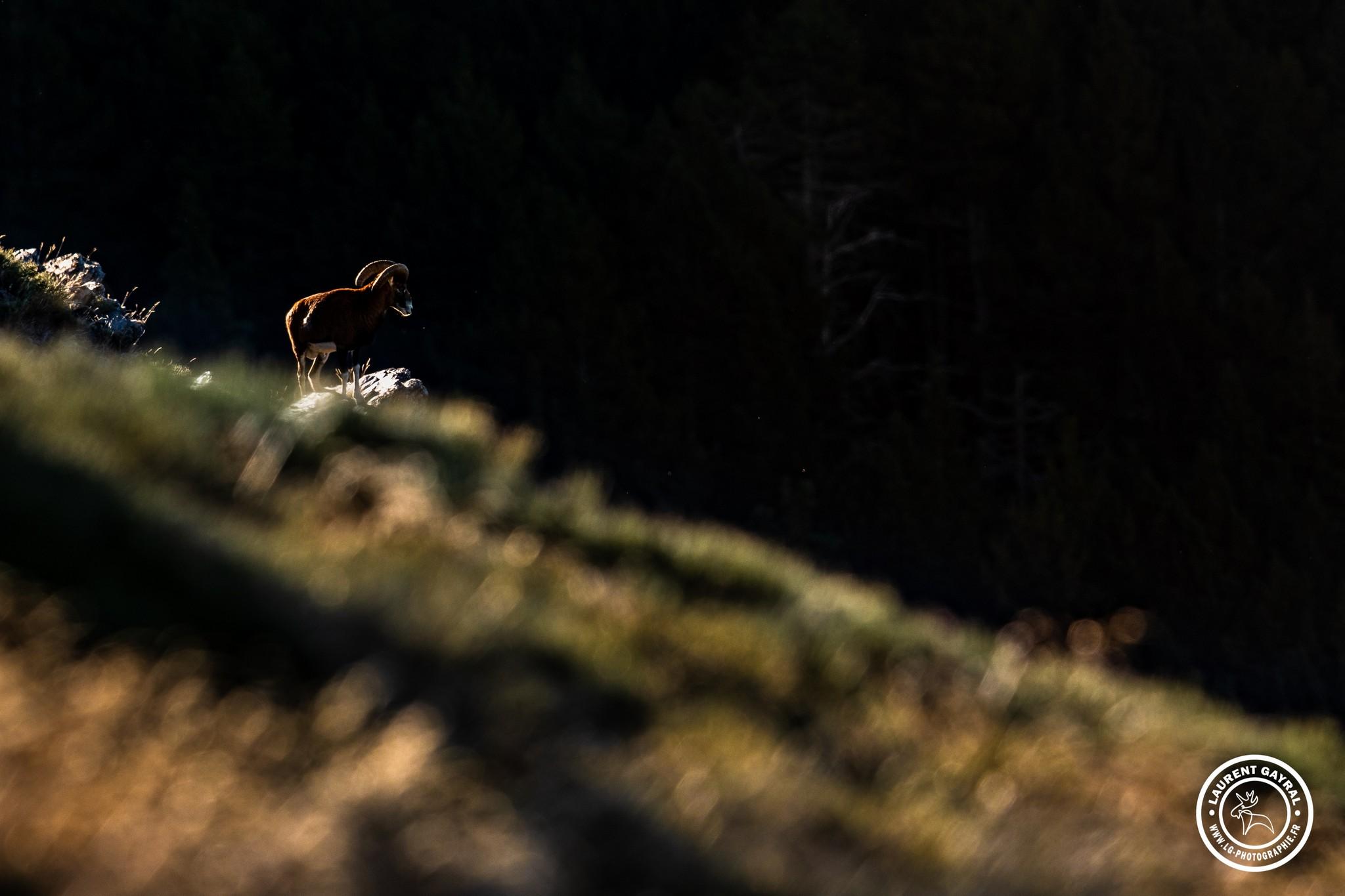 Mouflon de corse