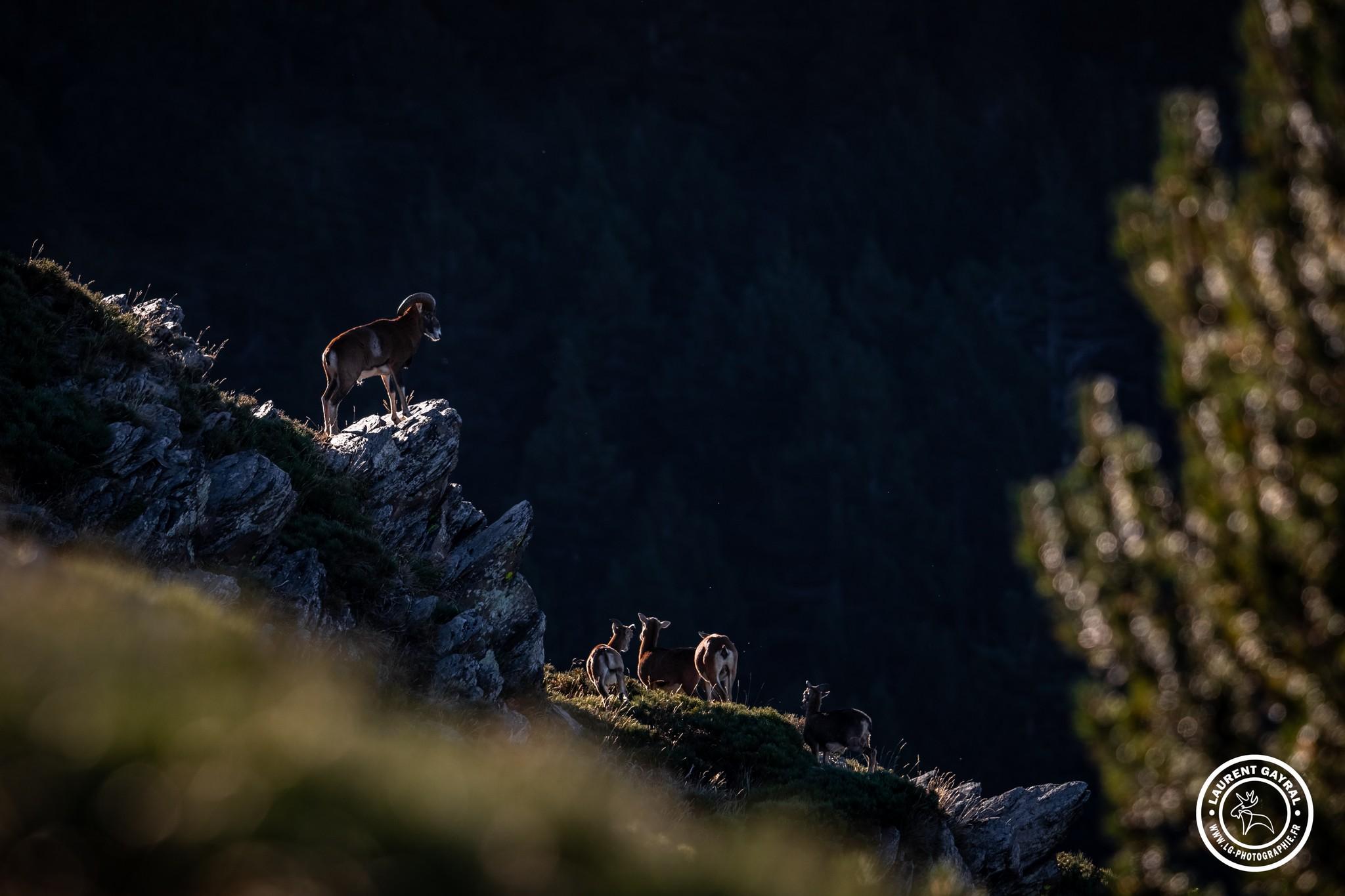 Mouflon de corse