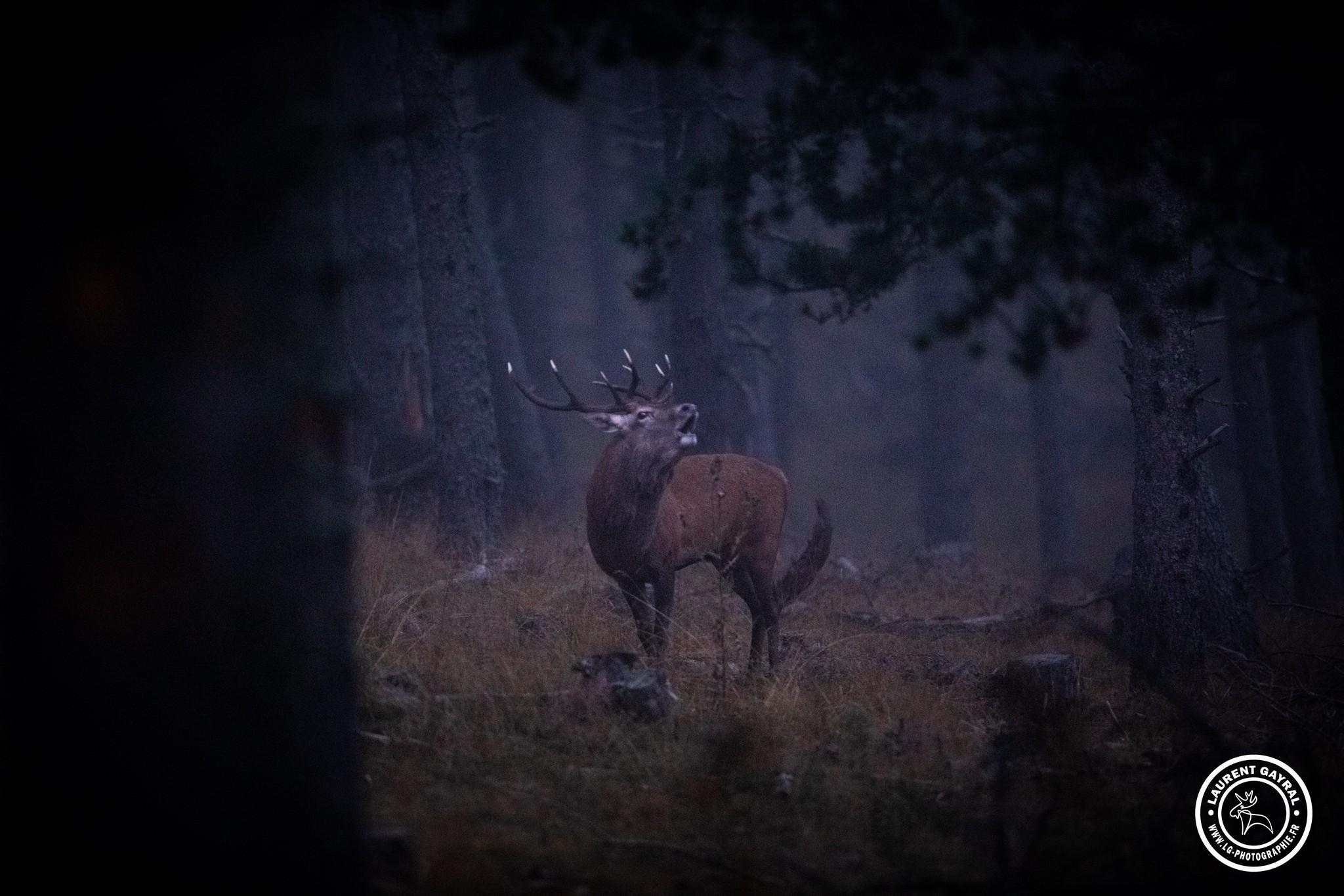 Cerf élaphe