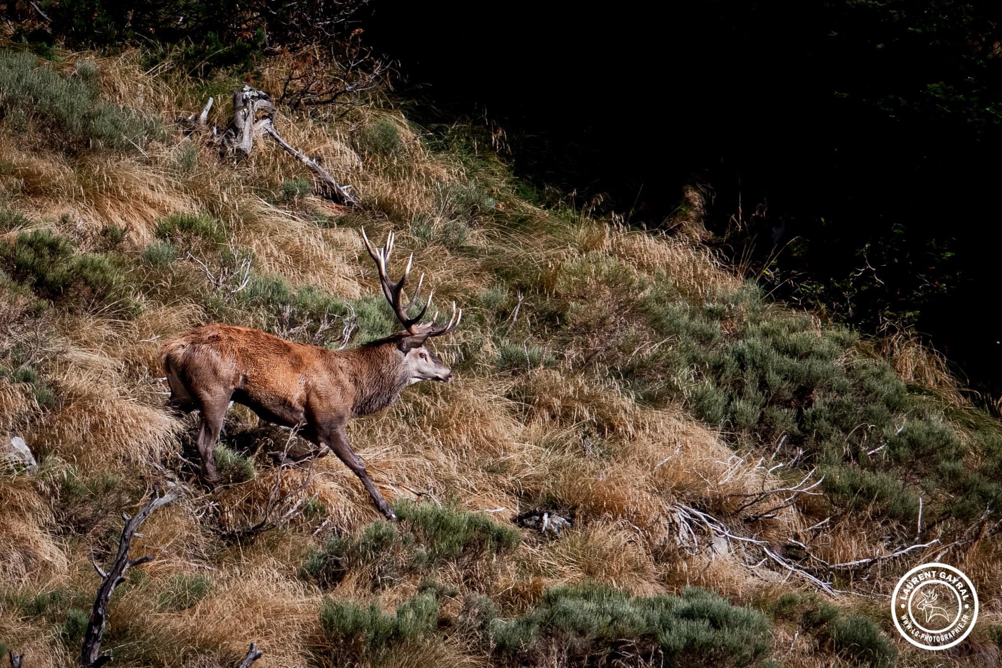 Cerf élaphe 