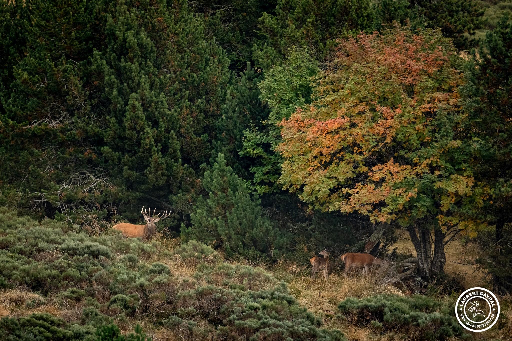 Cerf élaphe 