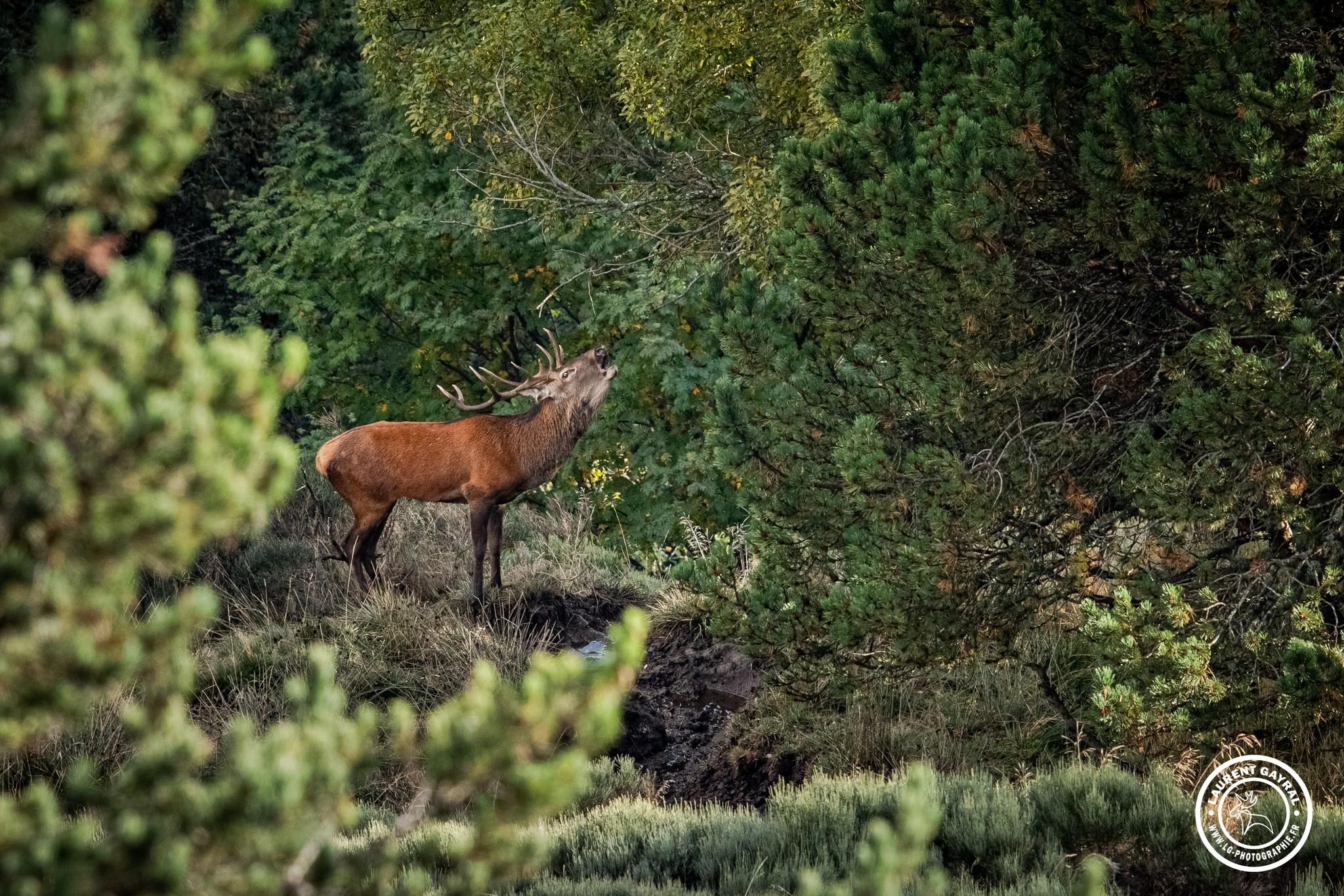 Cerf élaphe 