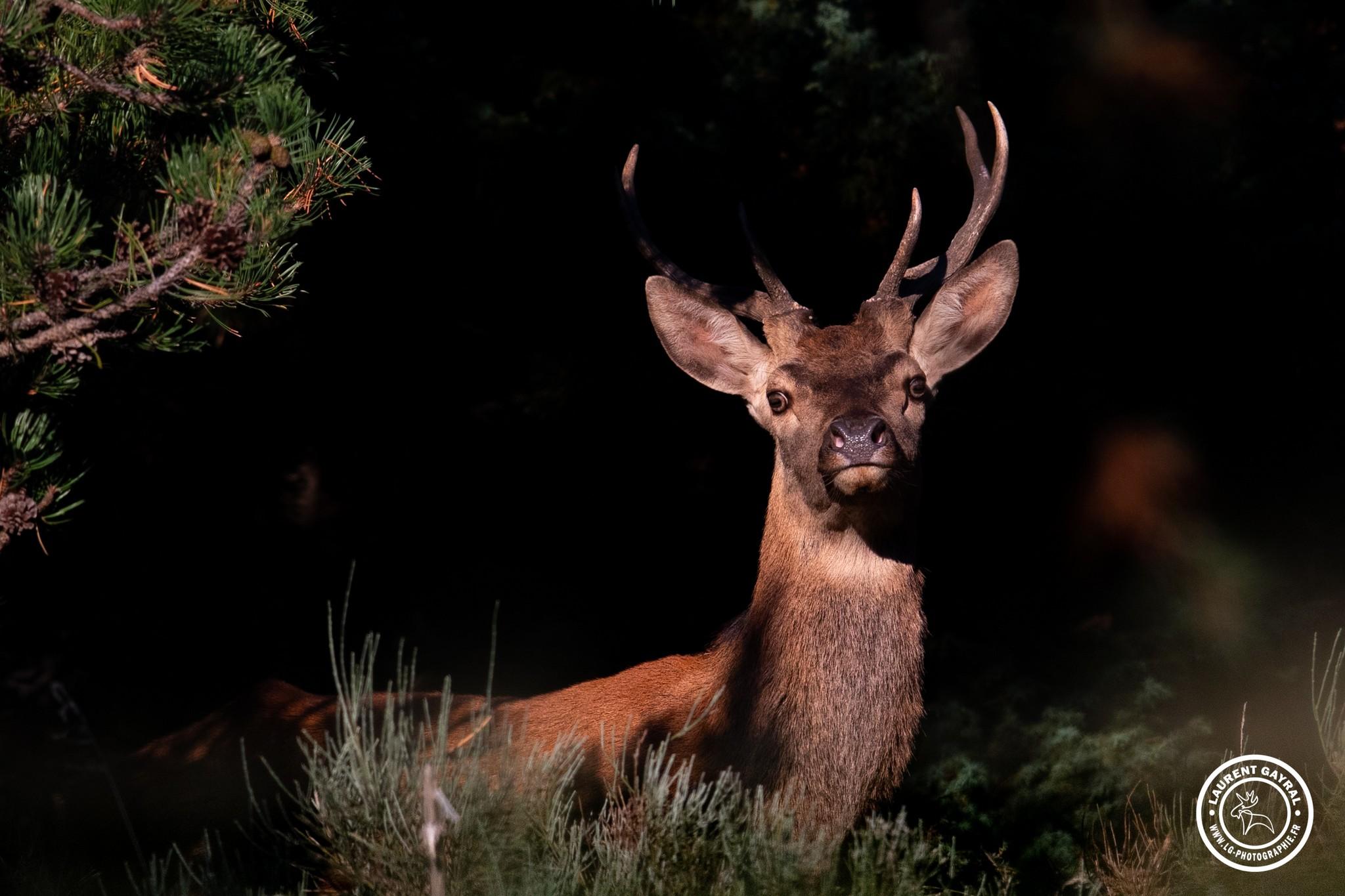 Cerf élaphe 