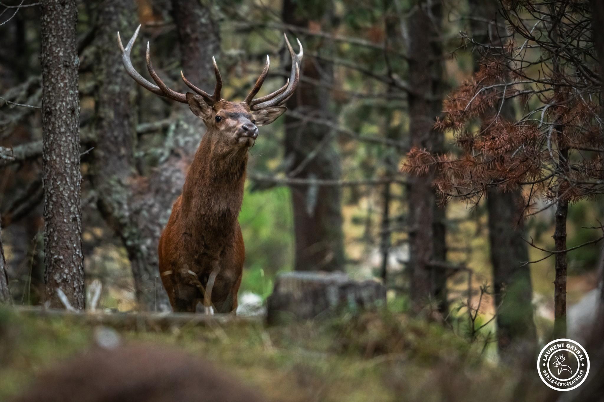 Cerf élaphe 