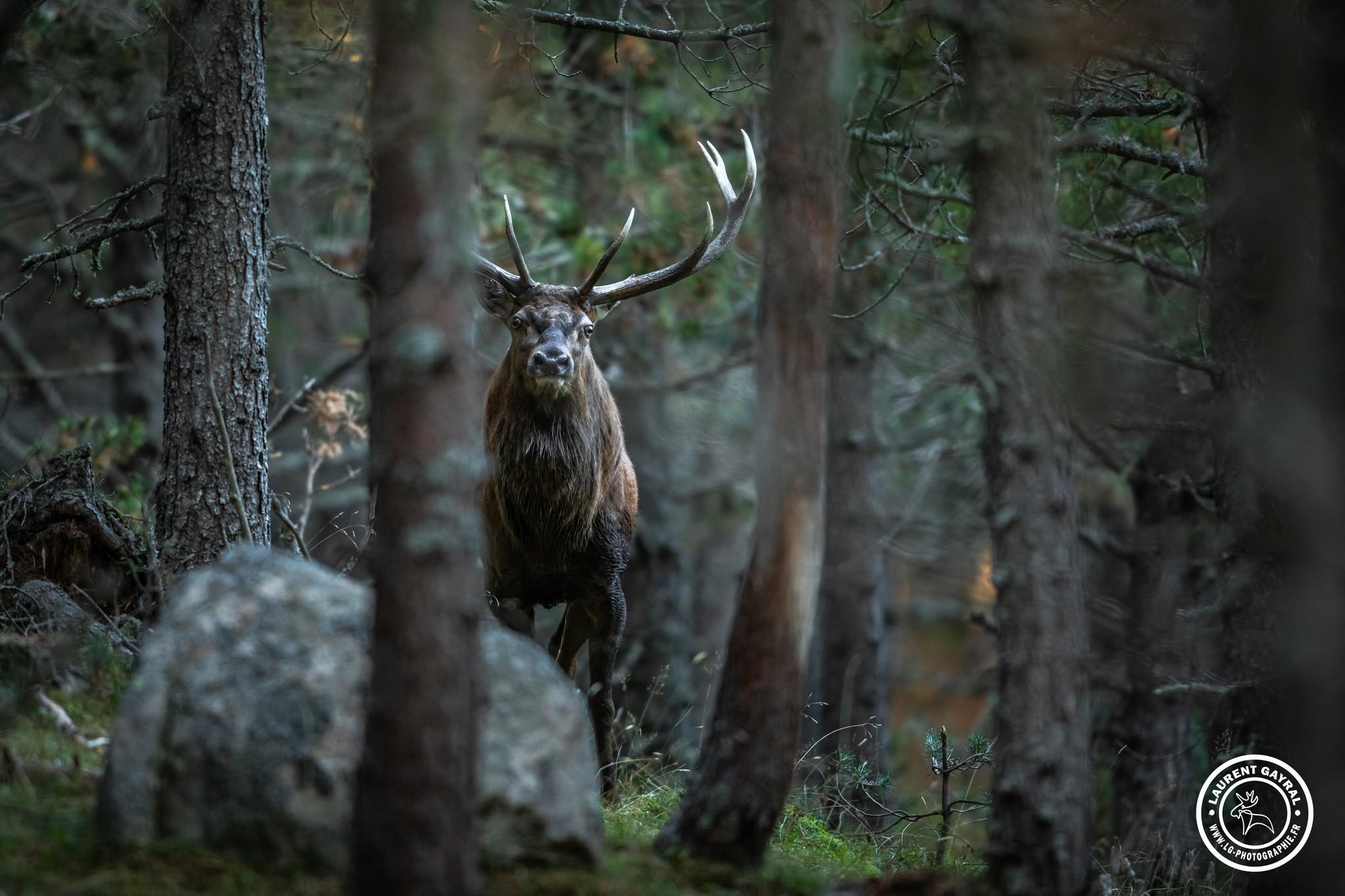 Cerf élaphe 