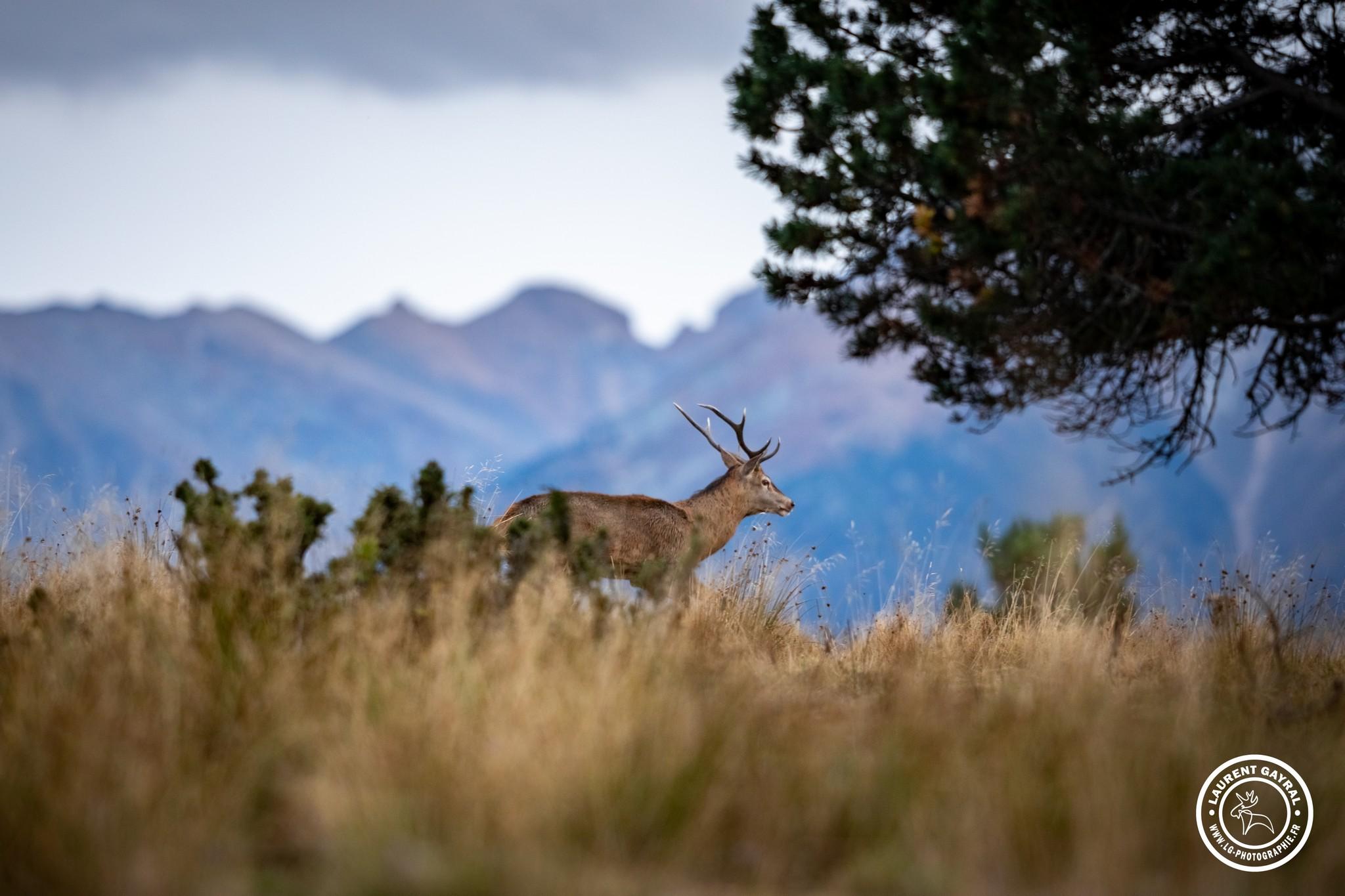 Cerf élaphe 