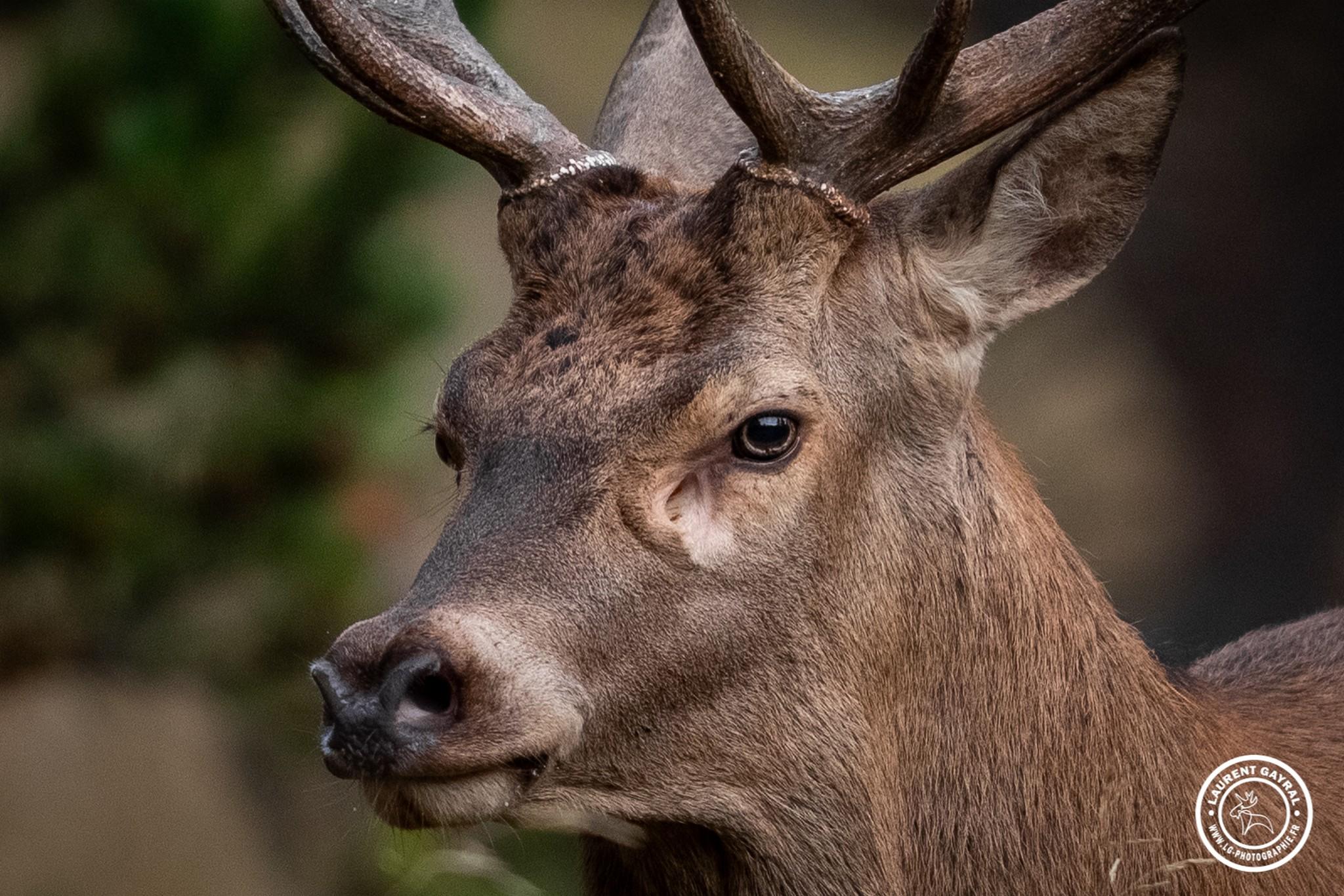 Cerf élaphe 