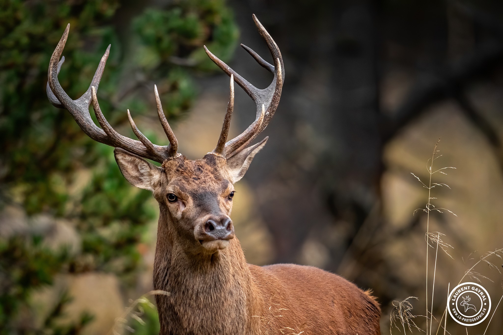 Cerf élaphe 