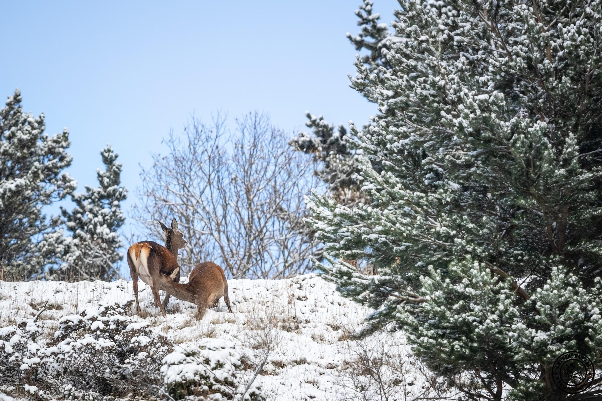 Biche et faon