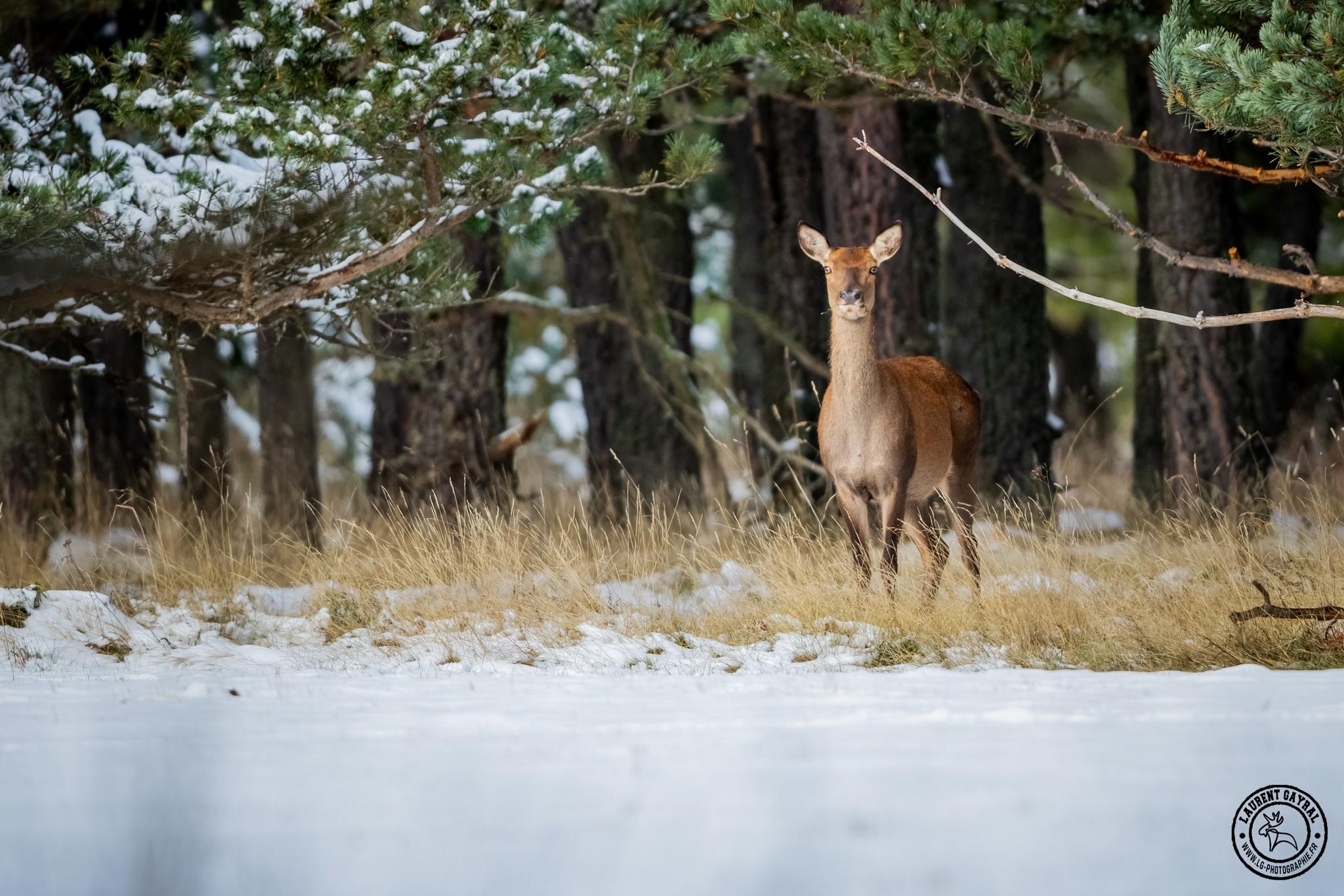 Biche