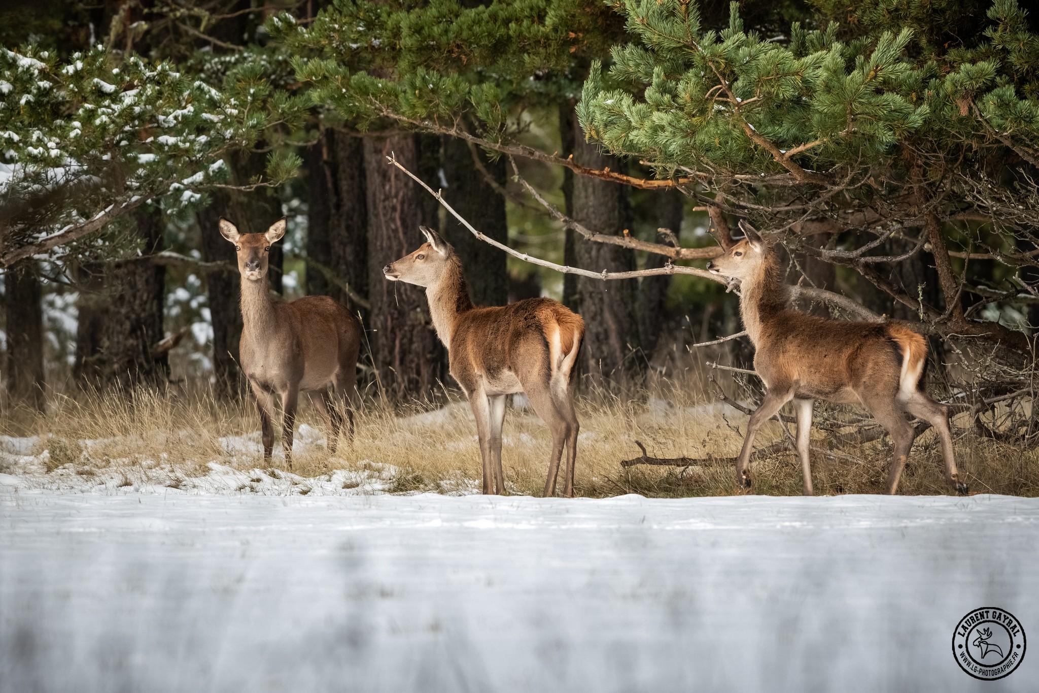 Biche