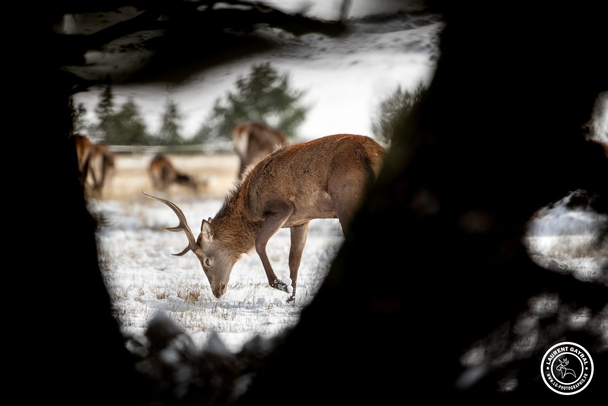 Cerf élaphe 