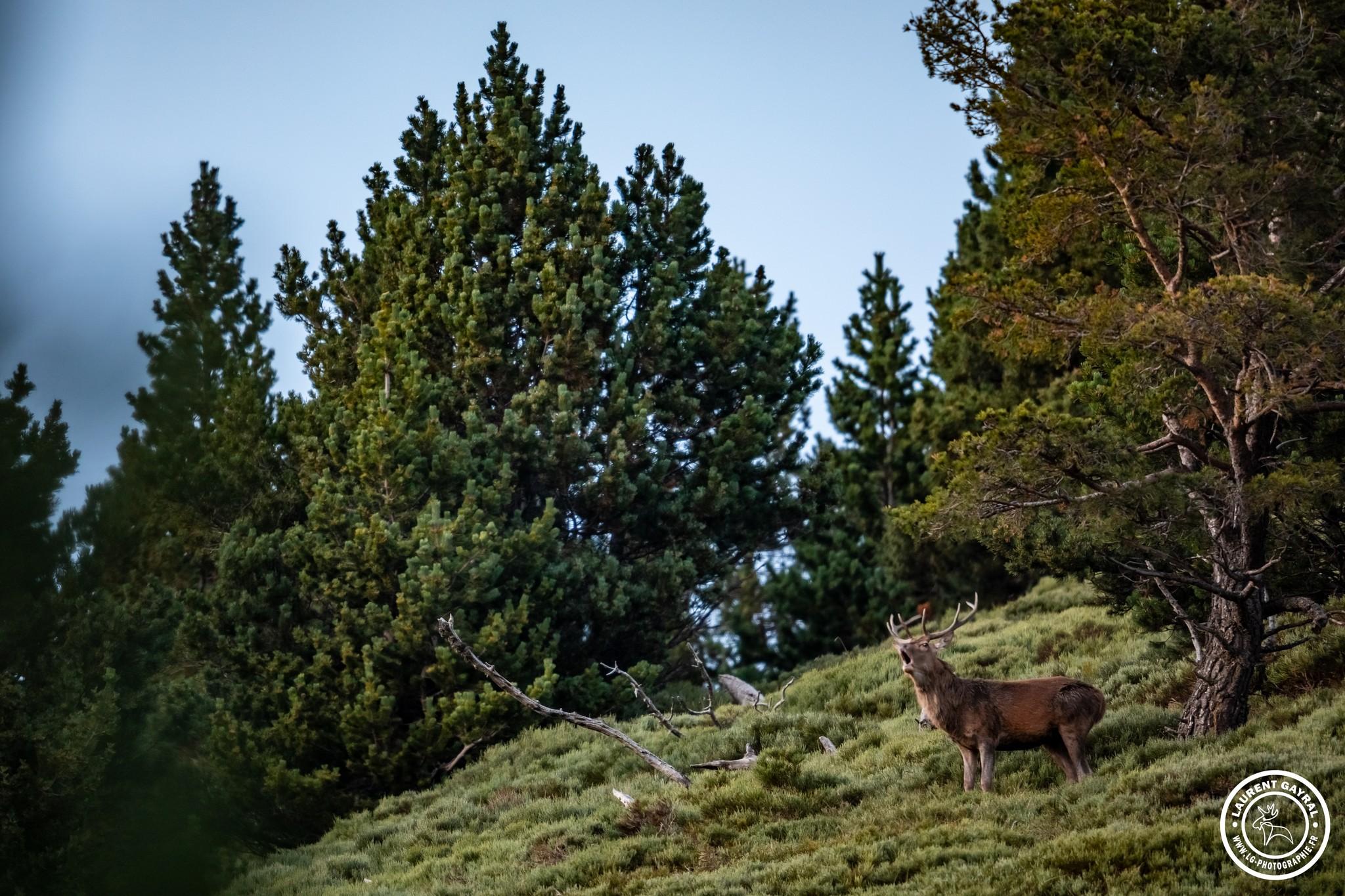 Cerf élaphe