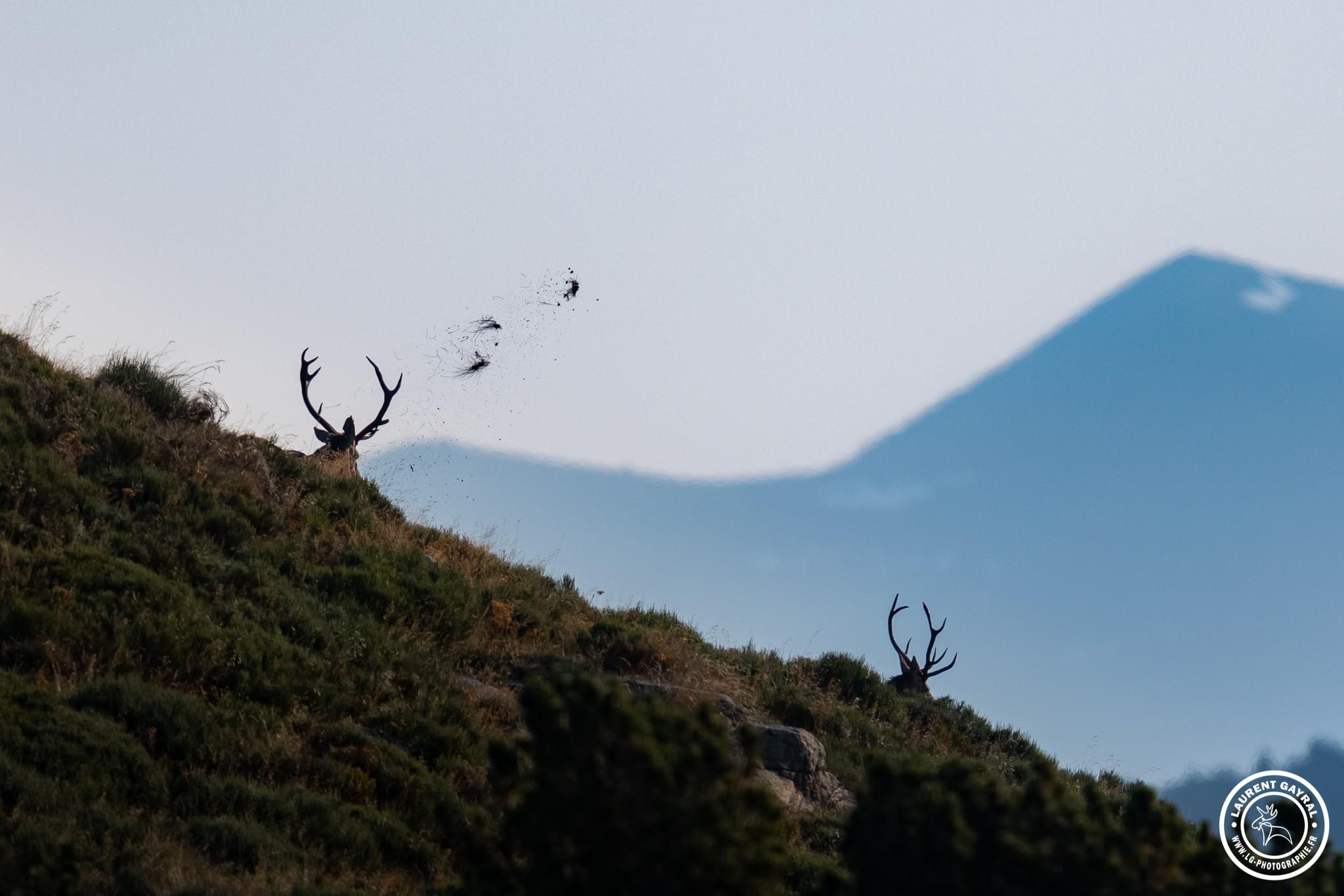 Cerf élaphe